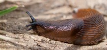 slimy-slugs